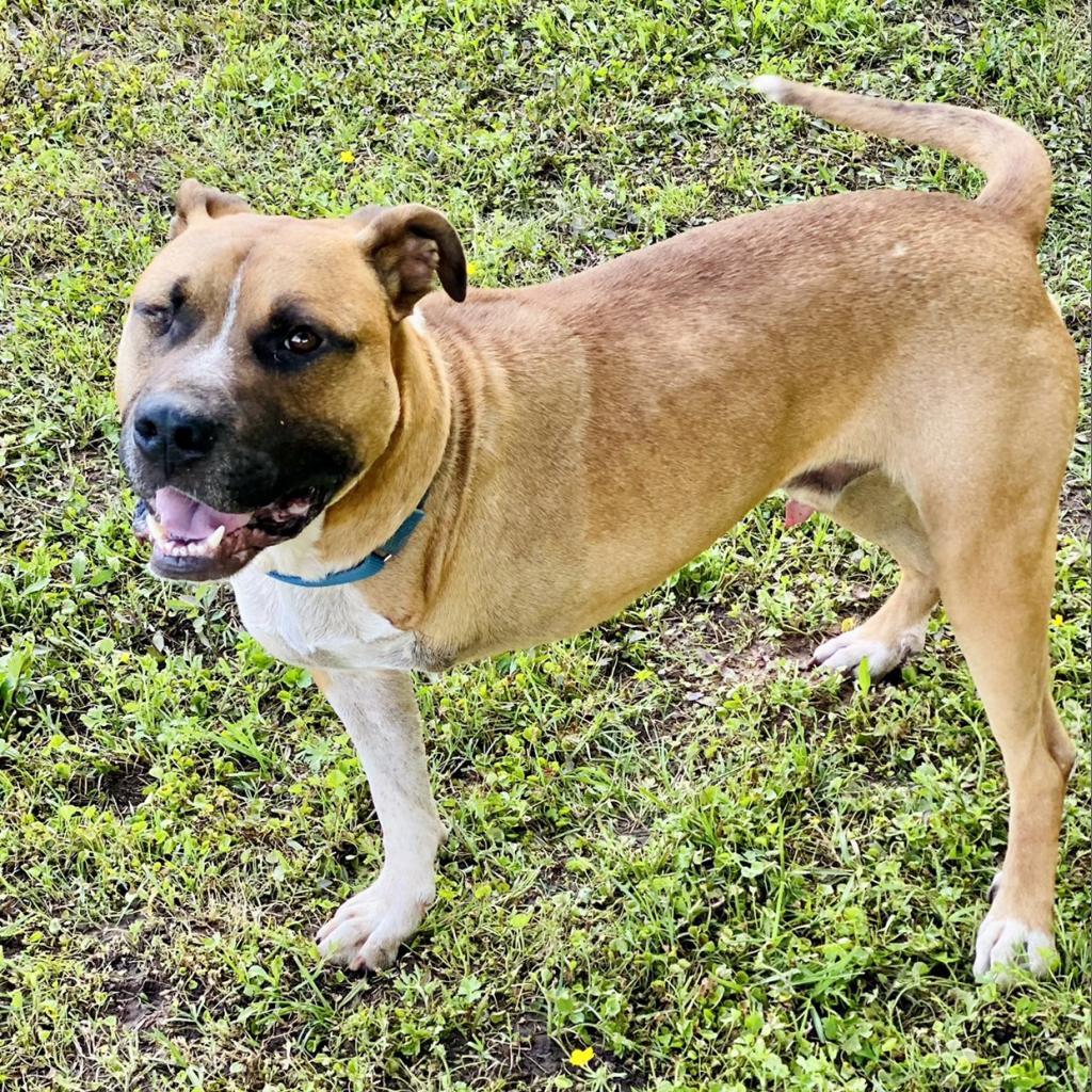 Enlarge Mitch, a Adoptable mixed breed in Natchitoches, LA image 6/6