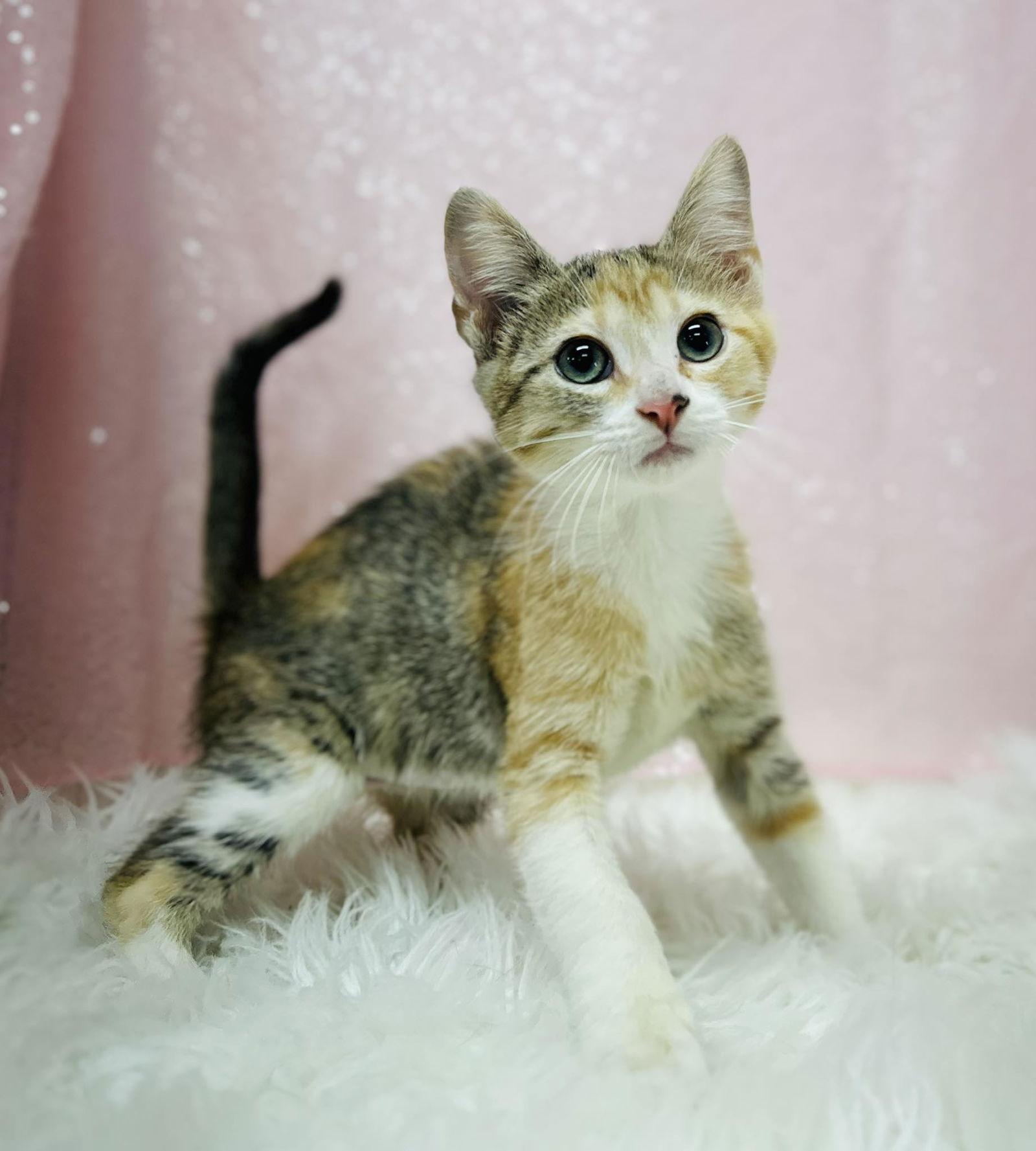 Enlarge Banana Oat Muffin, a Adopted Domestic Short Hair in Clarkesville, GA image 1/1