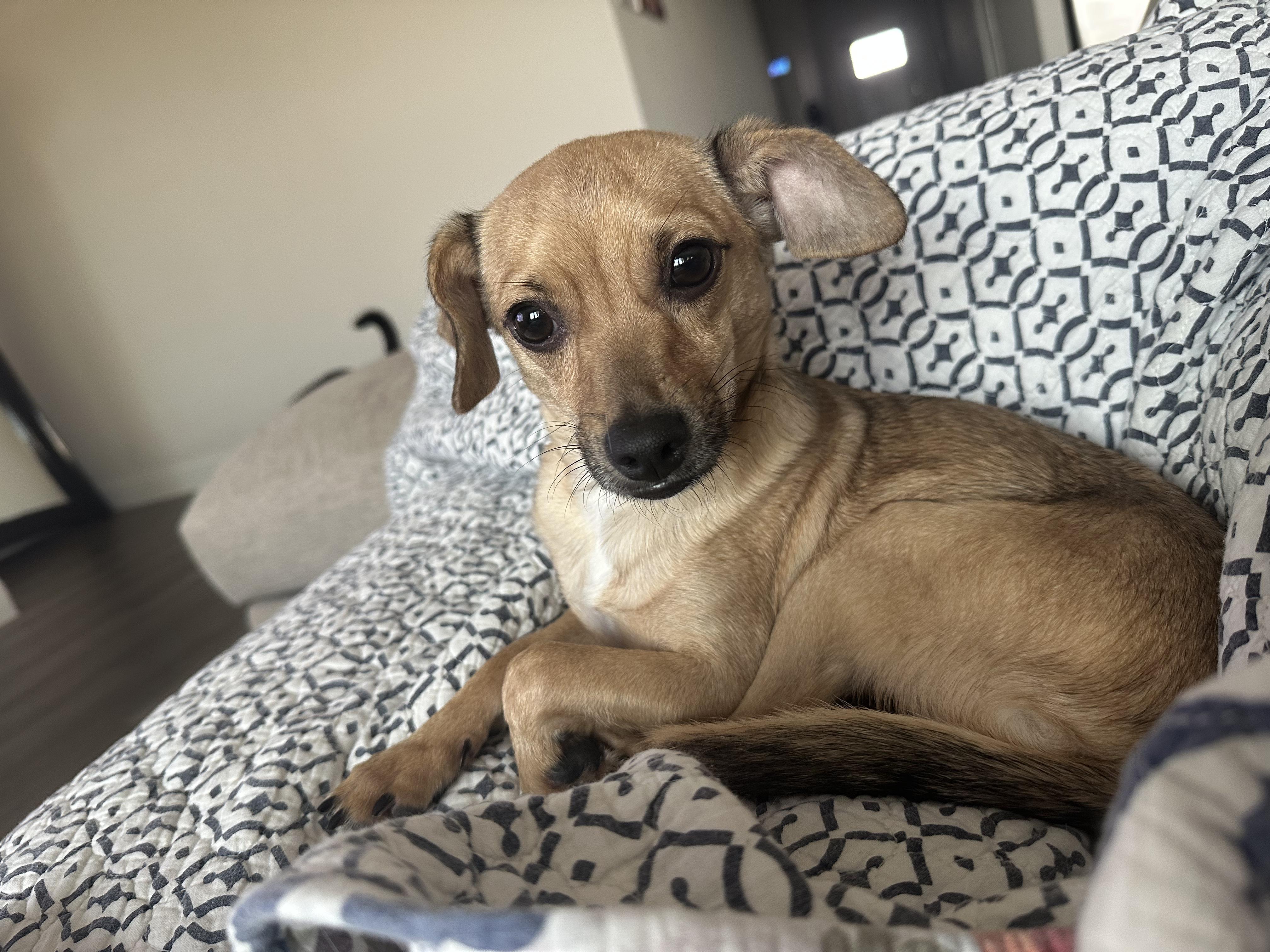 Enlarge Gizmo, a Adoptable mixed breed in Carrollton, TX image 1/4