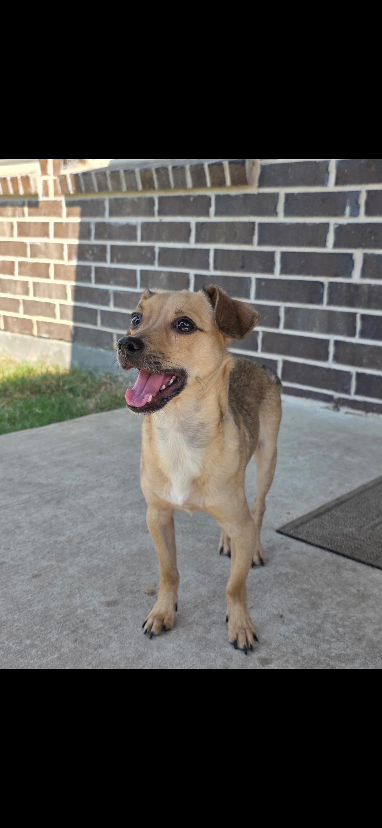 Enlarge Gizmo, a Adoptable mixed breed in Carrollton, TX image 2/4