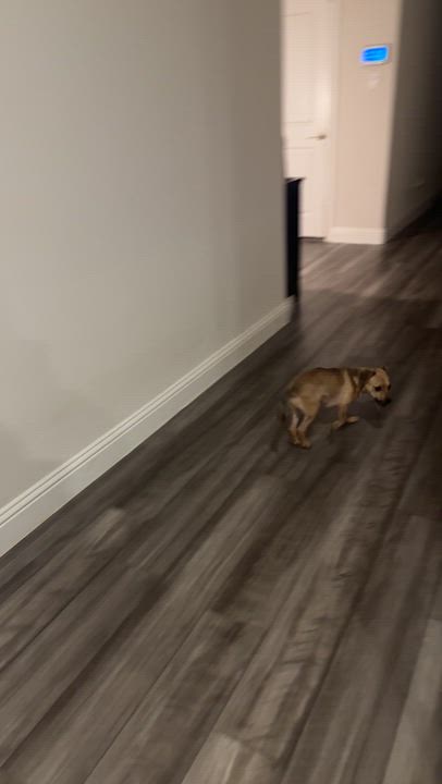 Enlarge Gizmo, a Adoptable mixed breed in Carrollton, TX video 4/4