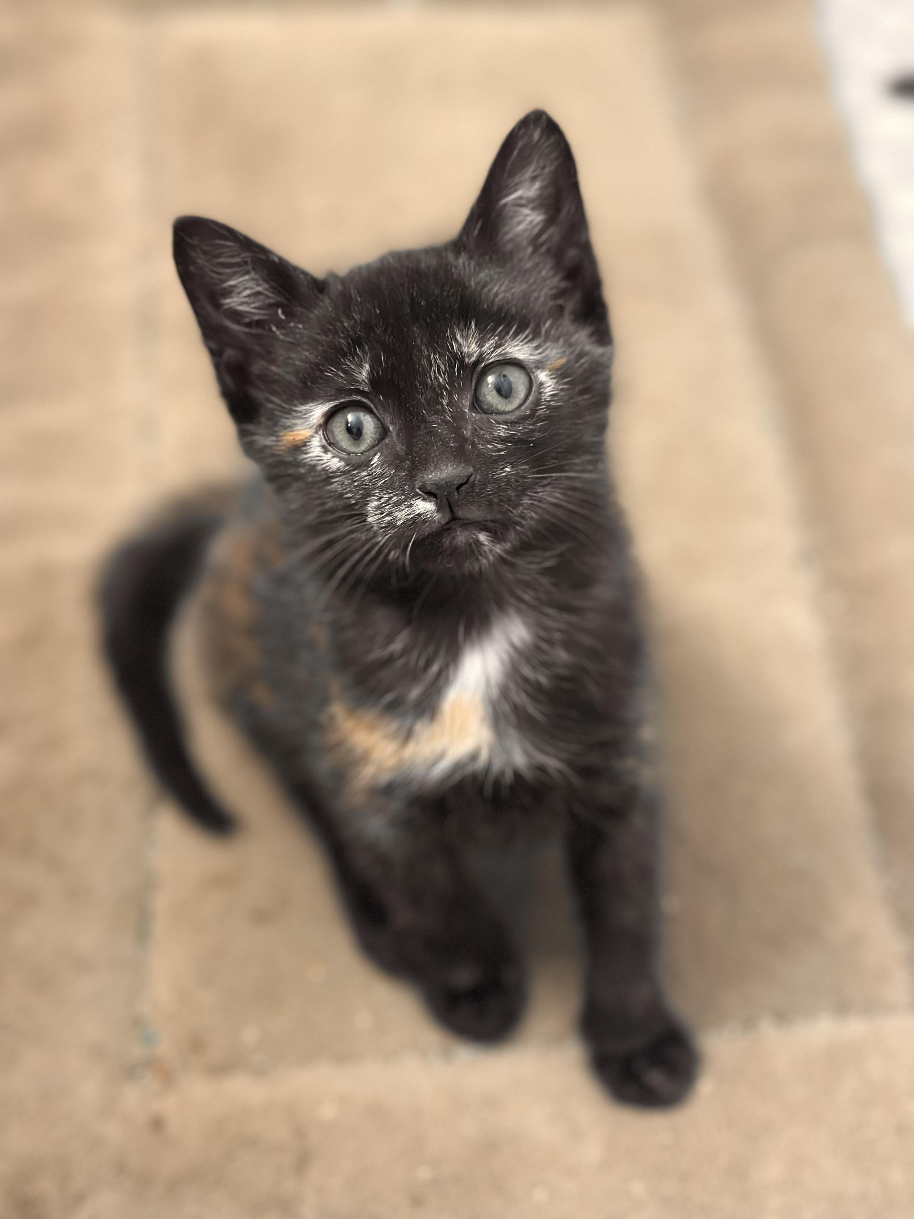 GiLdee (7 weeks) So friendly & playful , an adopted Domestic Short Hair in Port Orange, FL image 2/2