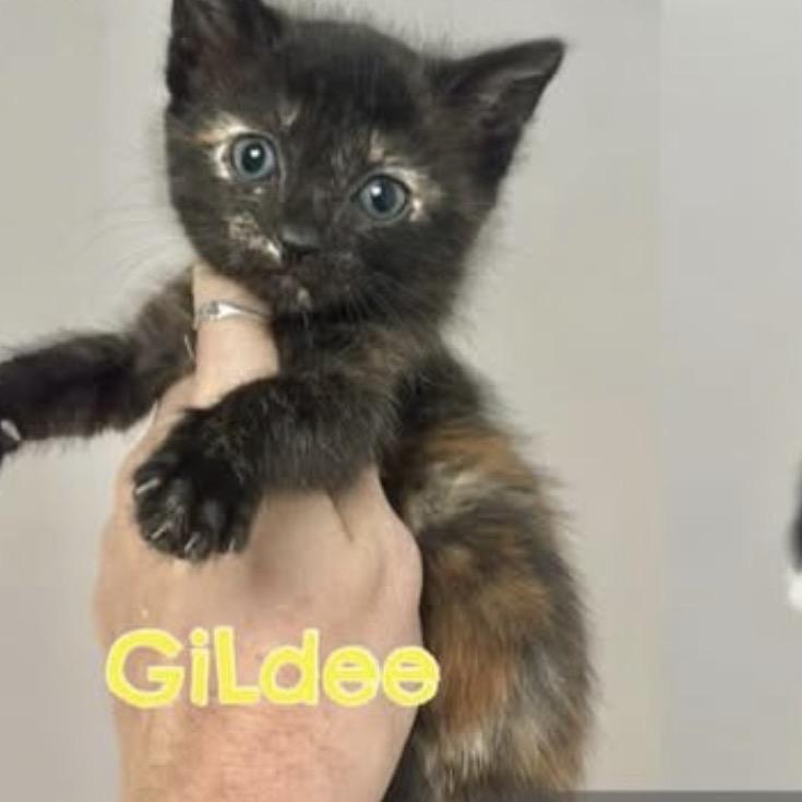 GiLdee (7 weeks) So friendly & playful , an adopted Domestic Short Hair in Port Orange, FL image 1/2