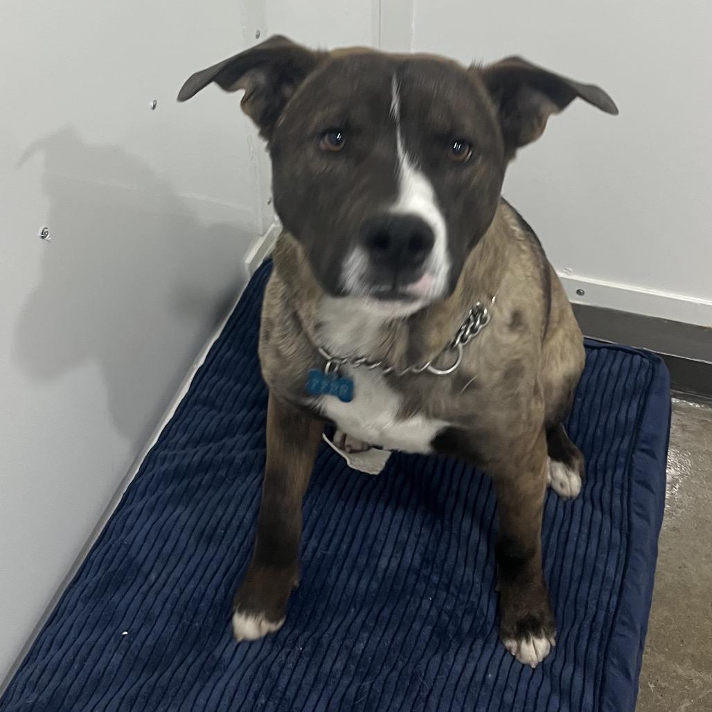 Enlarge Kodiak, a Adoptable Mixed Breed in Bismarck, ND image 1/6