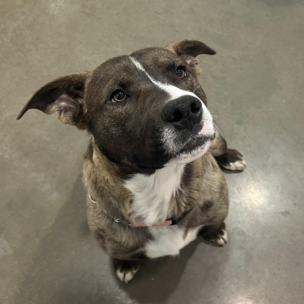 Enlarge Kodiak, a Adoptable Mixed Breed in Bismarck, ND image 2/6