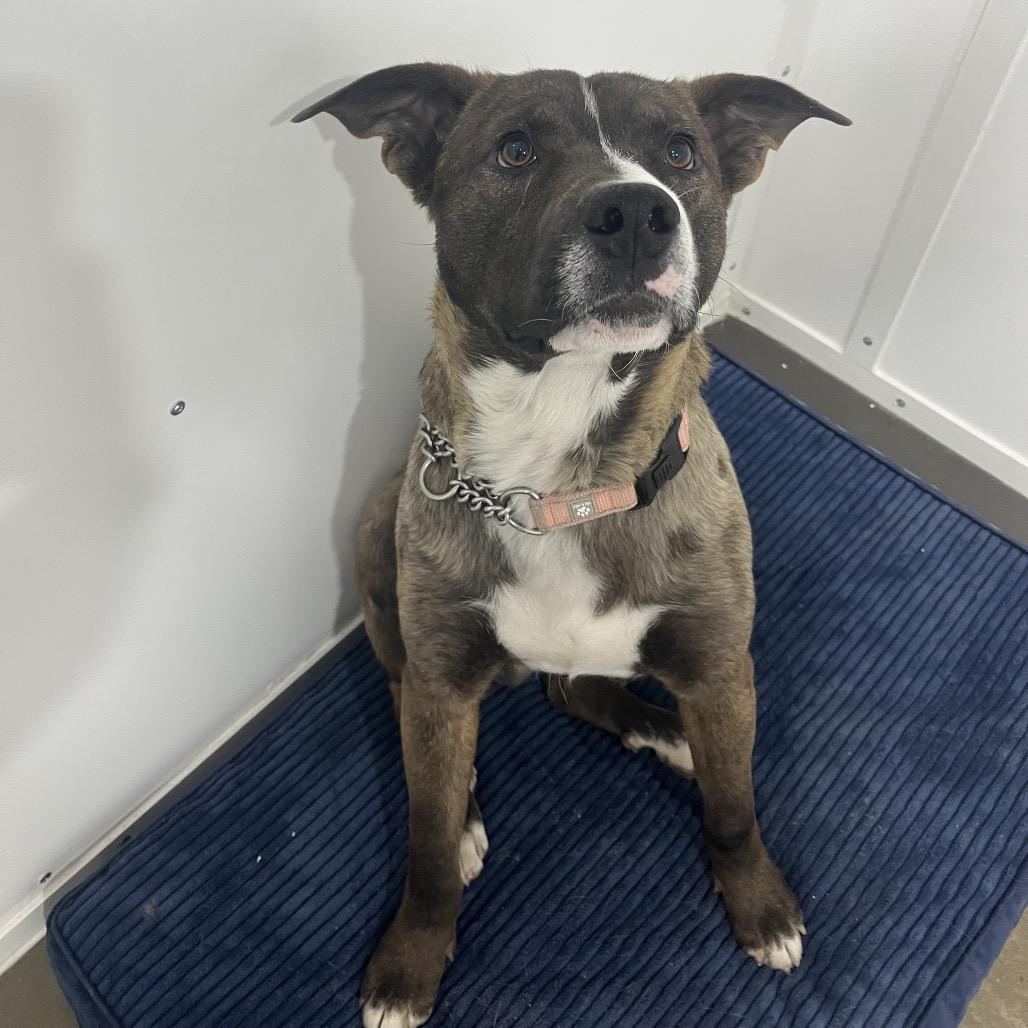 Enlarge Kodiak, a Adoptable Mixed Breed in Bismarck, ND image 3/6