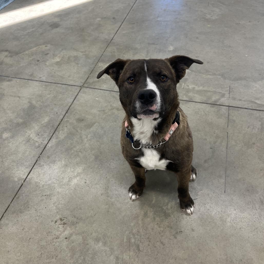 Enlarge Kodiak, a Adoptable Mixed Breed in Bismarck, ND image 4/6