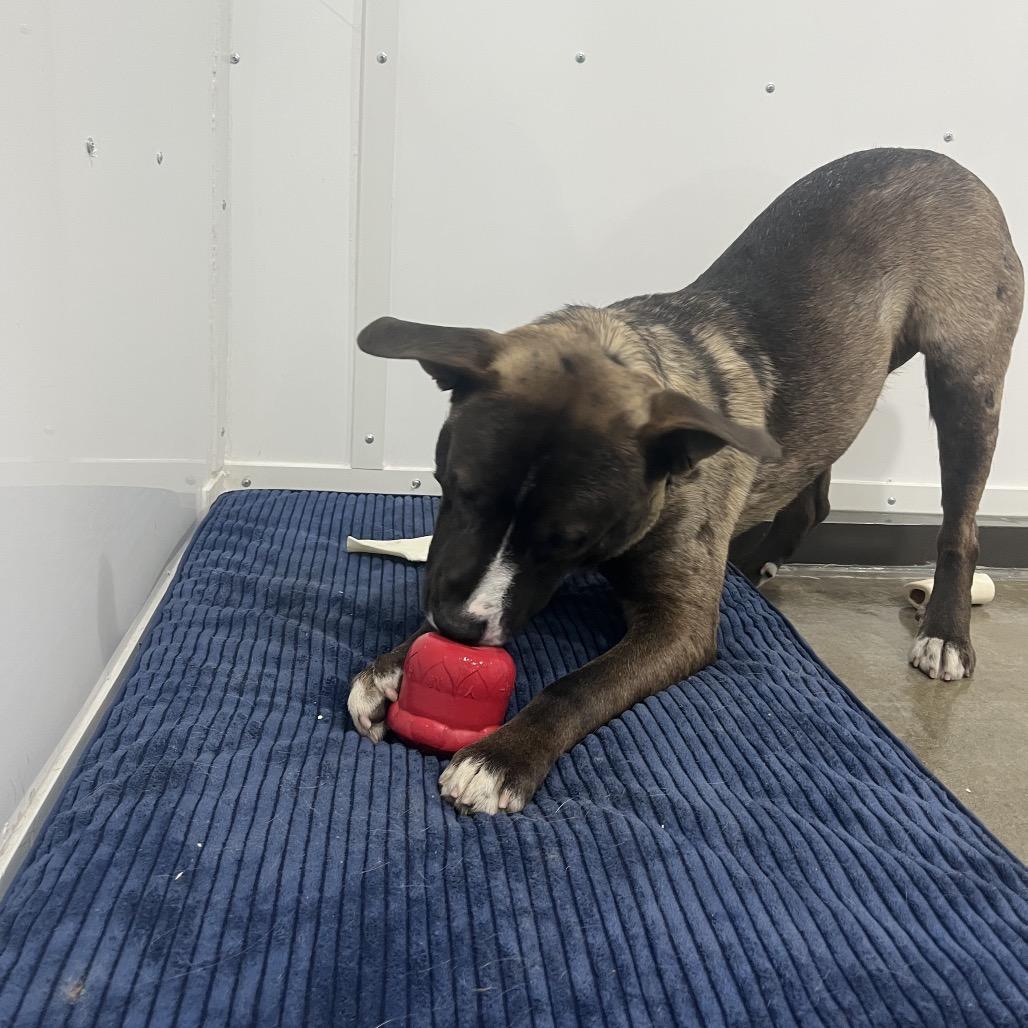 Enlarge Kodiak, a Adoptable Mixed Breed in Bismarck, ND image 5/6