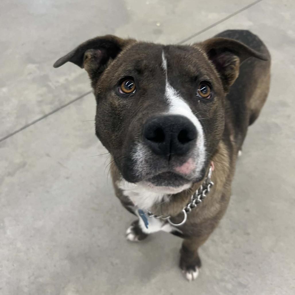 Enlarge Kodiak, a Adoptable Mixed Breed in Bismarck, ND image 6/6