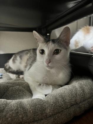 Miss Edgar, Adoptable, Adult Female Domestic Short Hair & Domestic Short Hair.