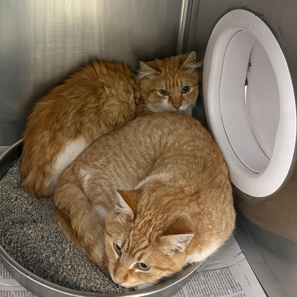 River, Adoptable, Kitten Male Domestic Short Hair.