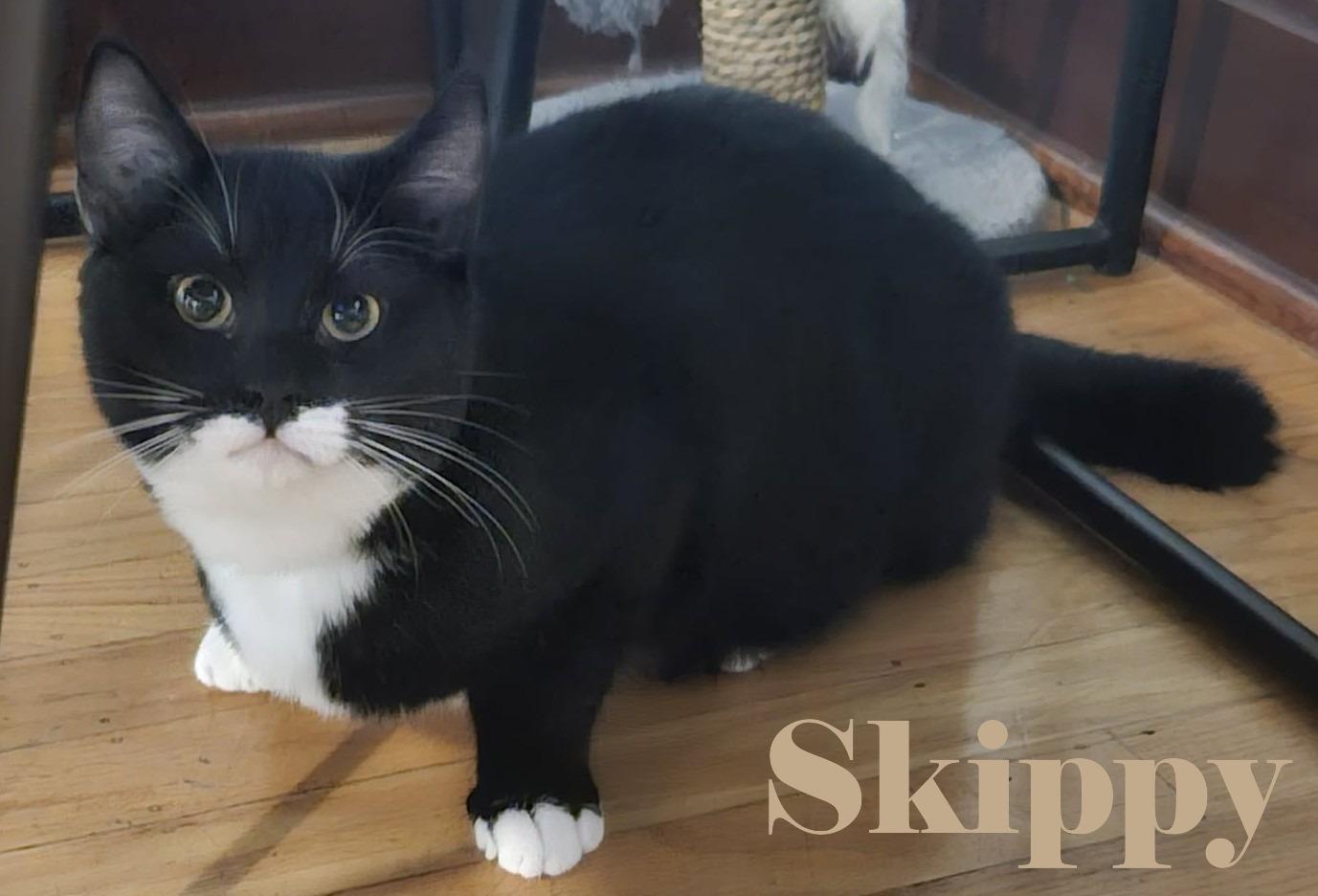 Enlarge Skippy   , an adopted Domestic Short Hair in Shawnigan Lake, BC image 1/1