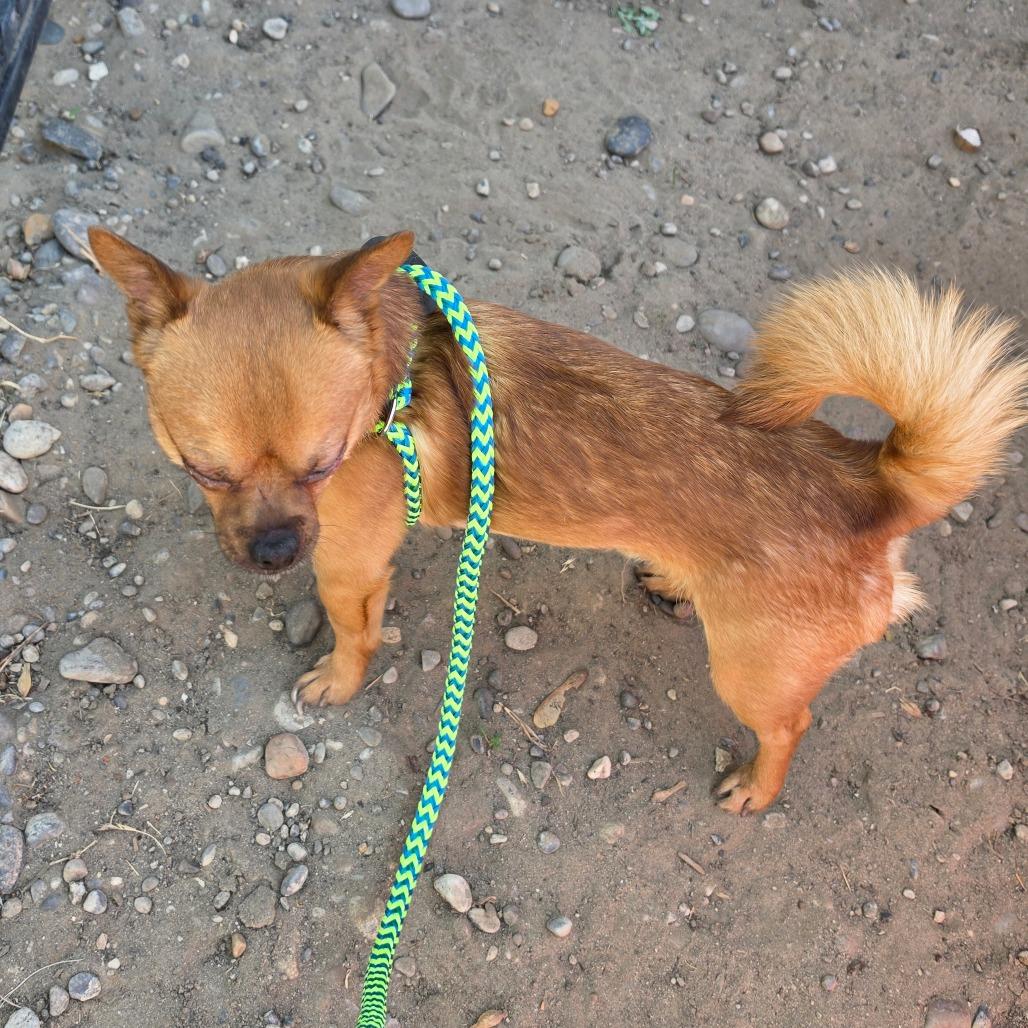 Enlarge Popeye, a Adoptable mixed breed in West Richland, WA image 1/5