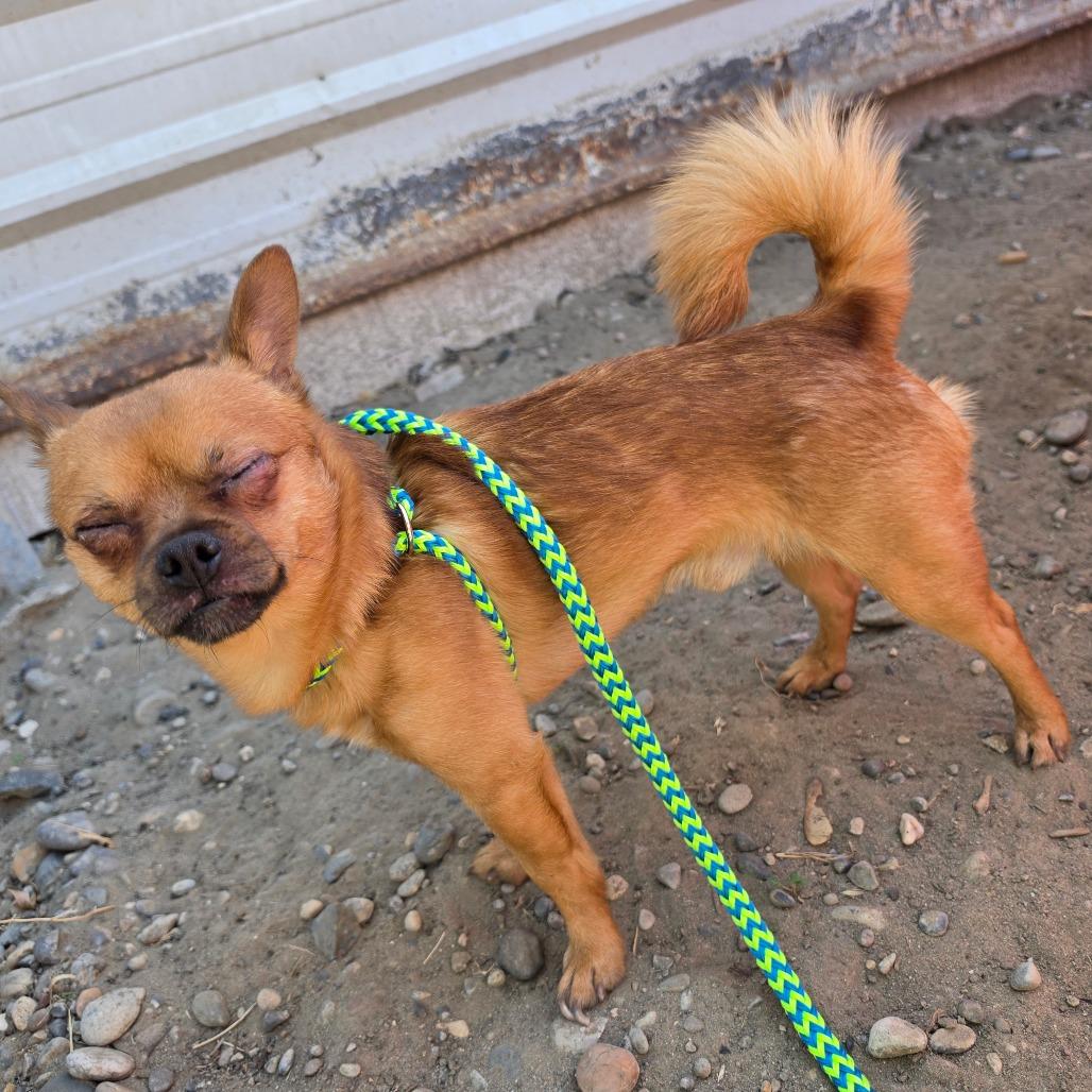 Enlarge Popeye, a Adoptable mixed breed in West Richland, WA image 2/5