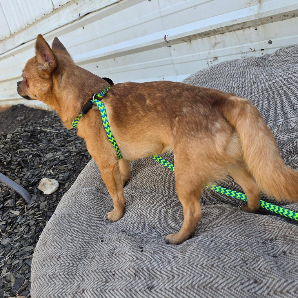 Enlarge Popeye, a Adoptable mixed breed in West Richland, WA image 3/5