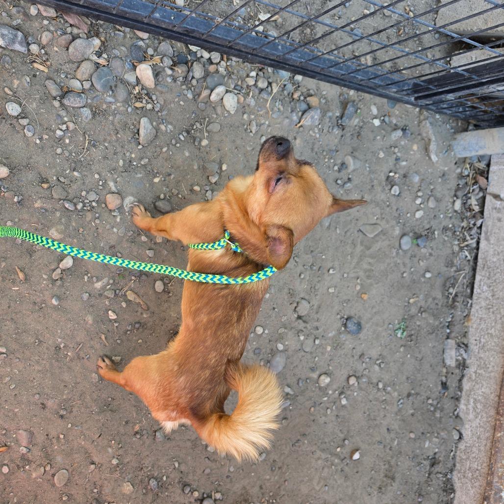 Enlarge Popeye, a Adoptable mixed breed in West Richland, WA image 4/5