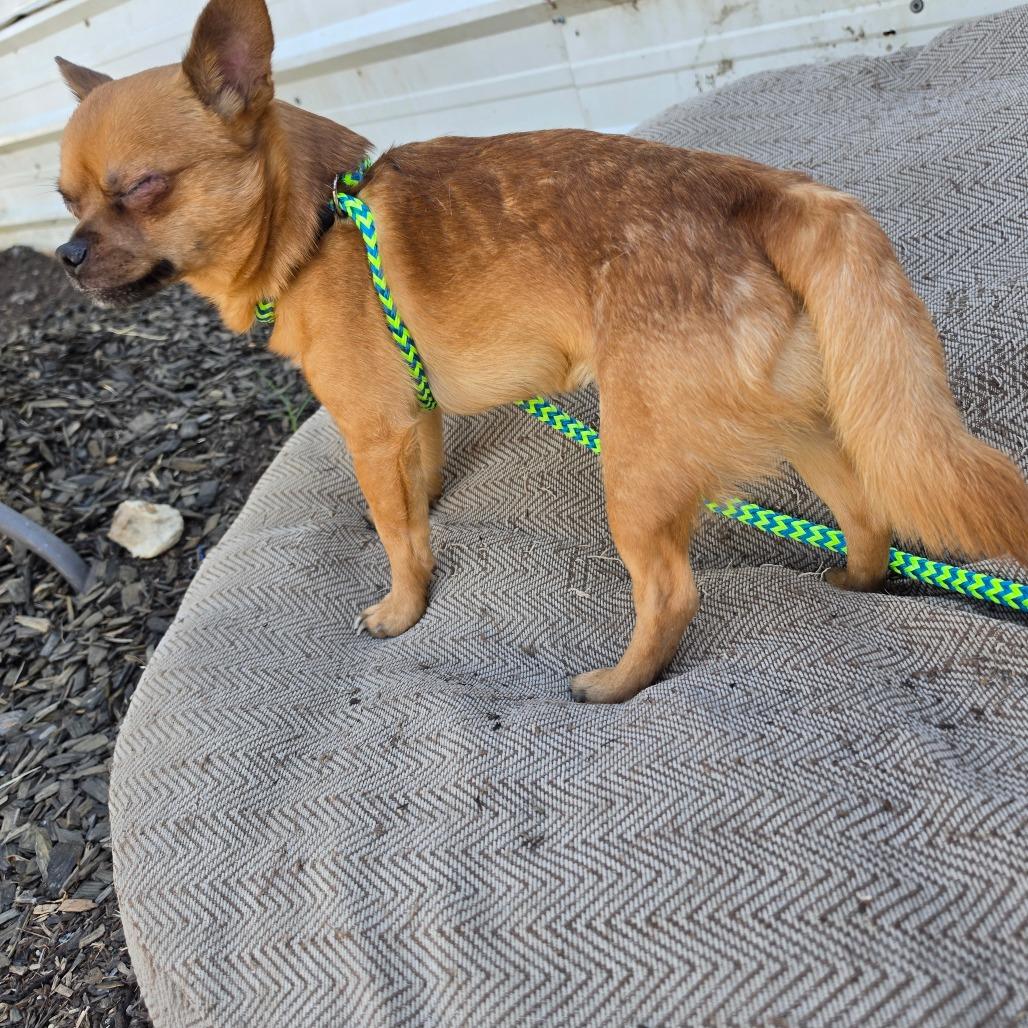 Enlarge Popeye, a Adoptable mixed breed in West Richland, WA image 5/5