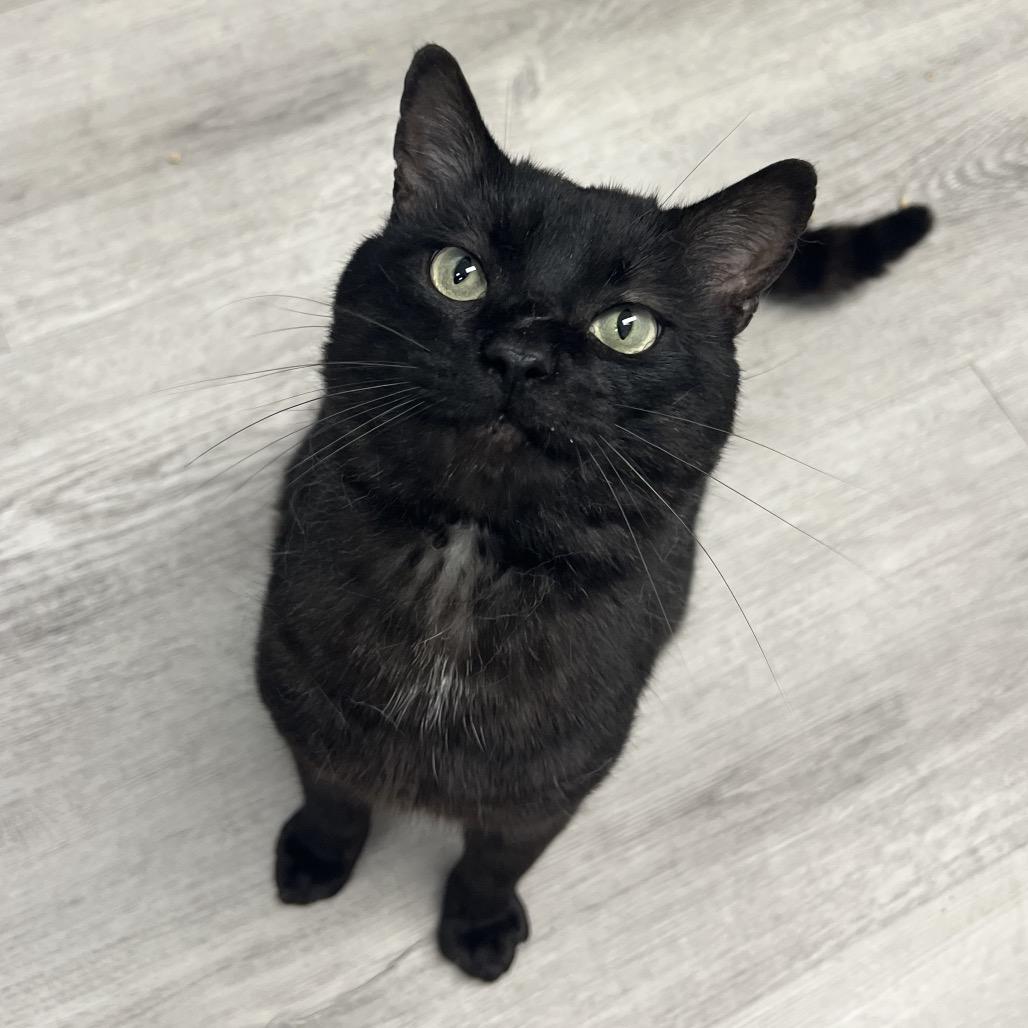 Moon, Adoptable, Adult Male Domestic Short Hair.