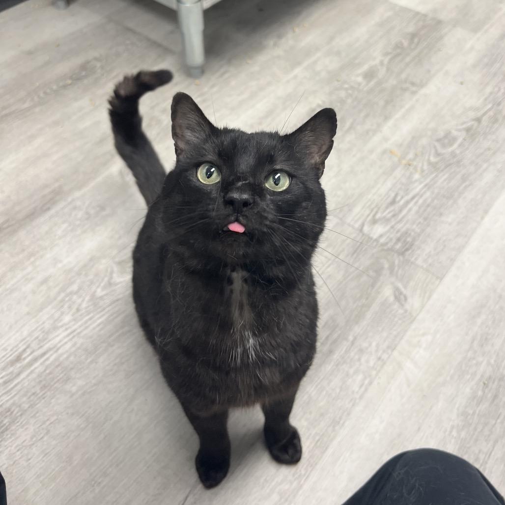 Moon, a Adoptable Domestic Short Hair in Abbotsford, BC image 3/4