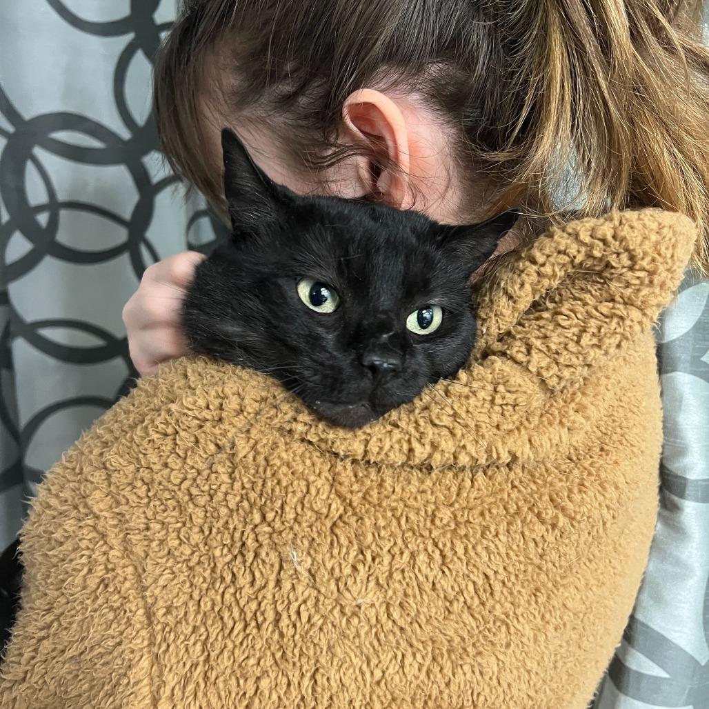 Moon, a Adoptable Domestic Short Hair in Abbotsford, BC image 4/4