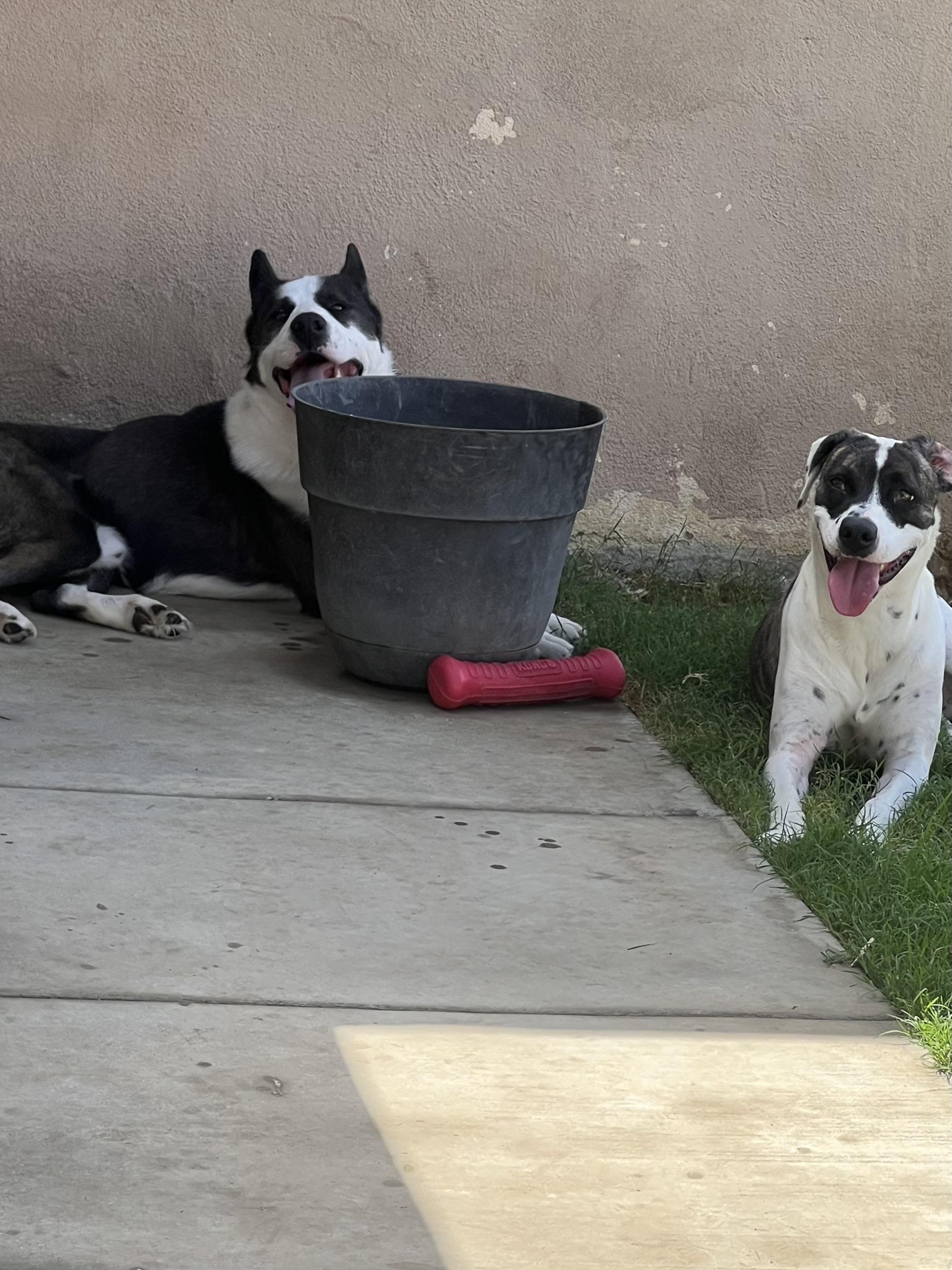 Enlarge Aero, a Adoptable mixed breed in Winchester, CA image 2/5