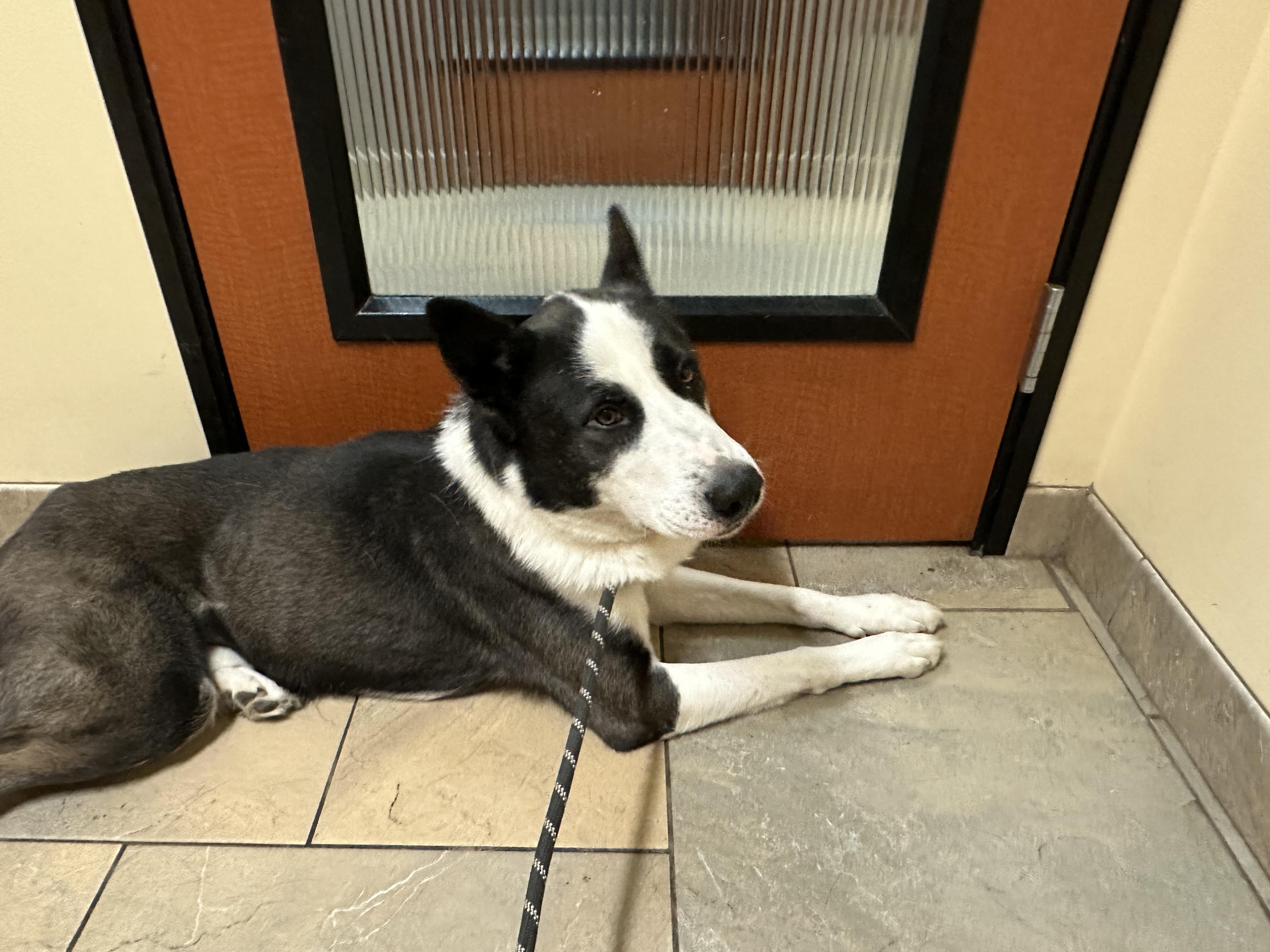 Enlarge Aero, a Adoptable mixed breed in Winchester, CA image 5/5