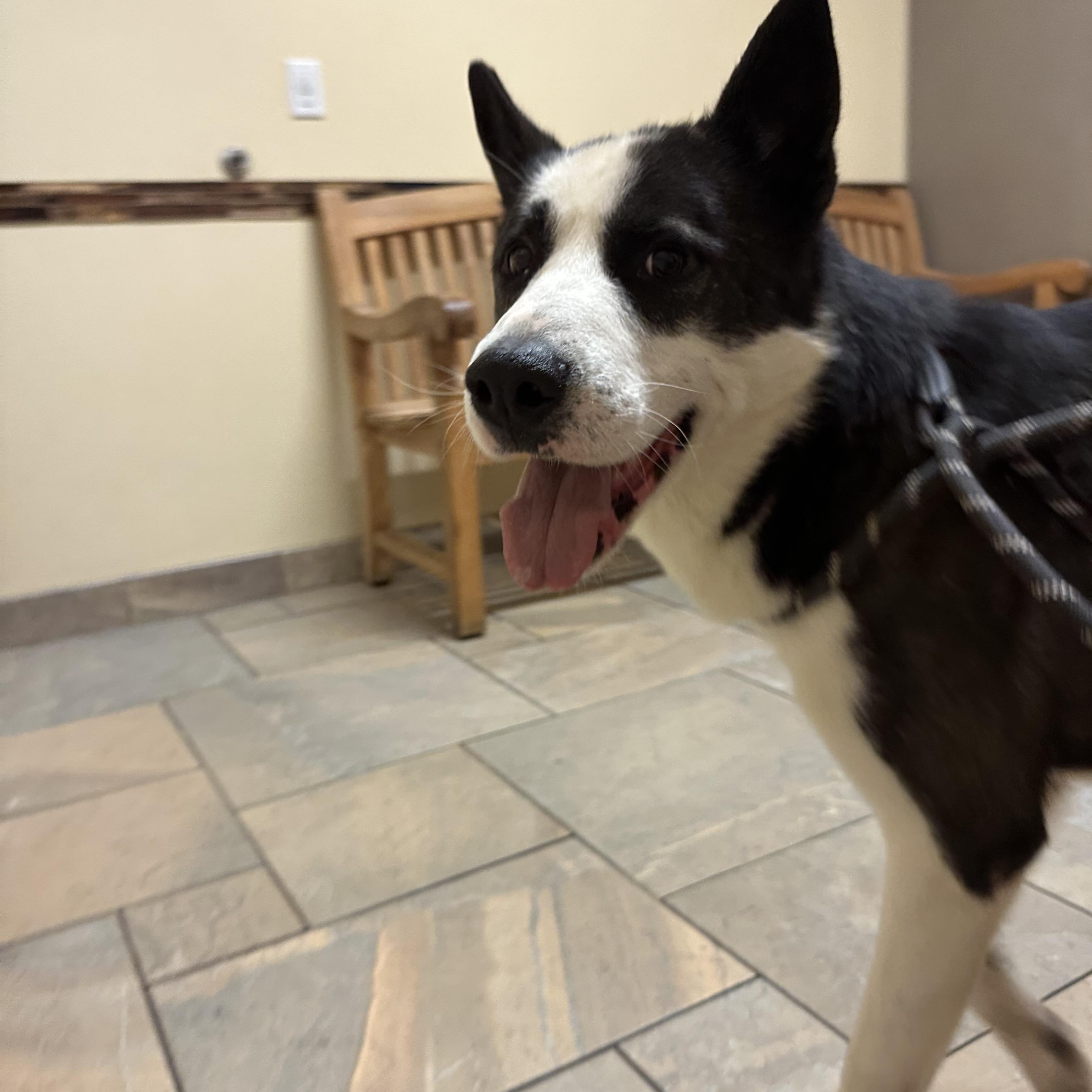 Enlarge Aero, a Adoptable mixed breed in Winchester, CA image 3/5