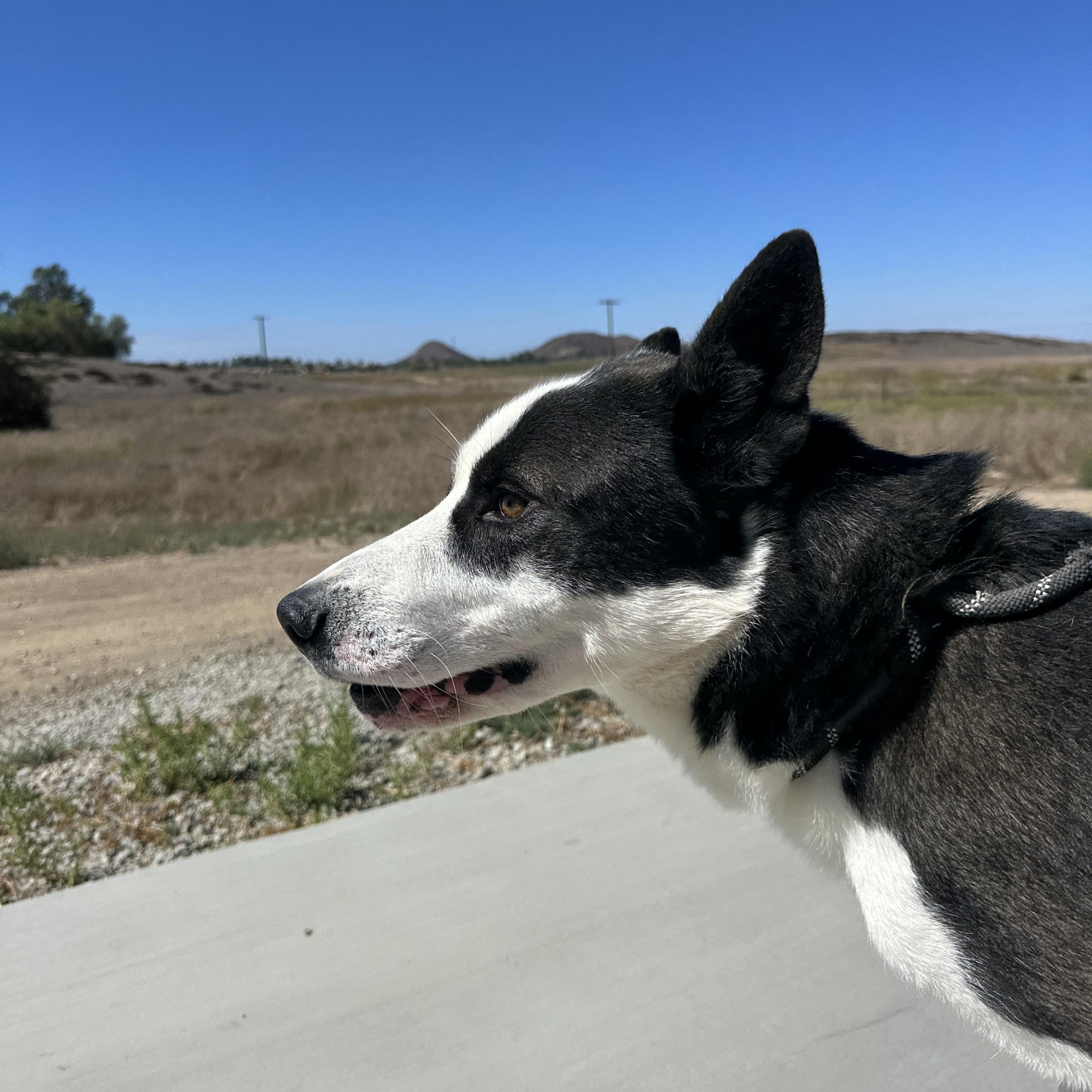 Enlarge Aero, a Adoptable mixed breed in Winchester, CA image 4/5