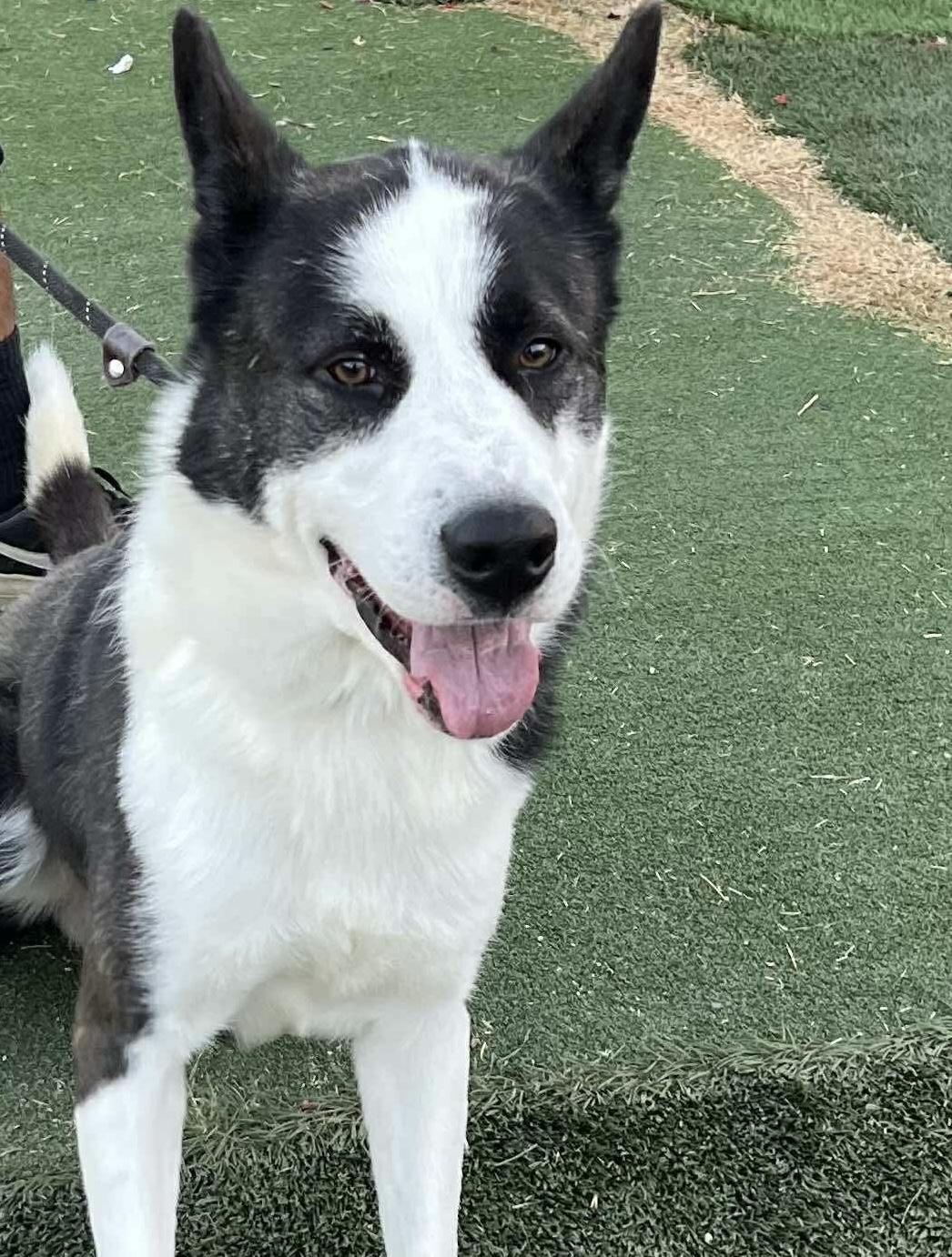 Aero, Adoptable, Adult Male Border Collie & Husky.