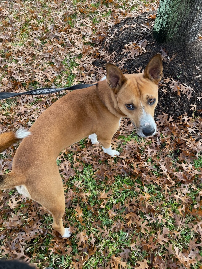 Cooper Basenji Dog