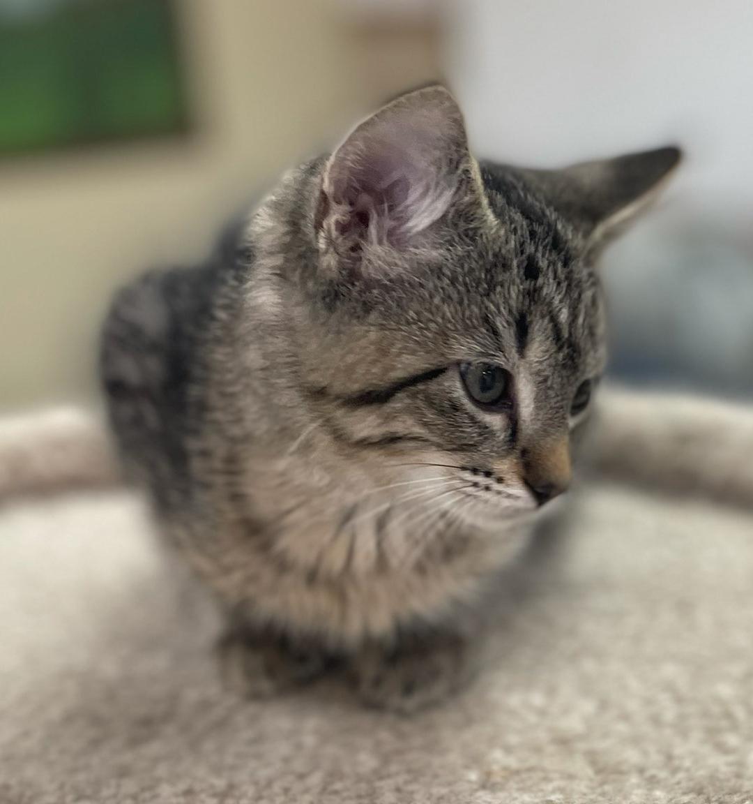 Enlarge Darla, an adopted Domestic Short Hair in Neillsville, WI image 2/6
