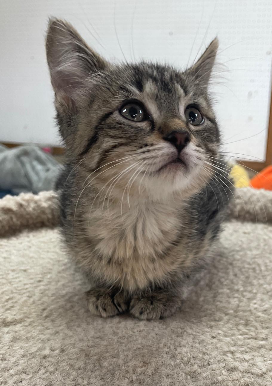Enlarge Darla, an adopted Domestic Short Hair in Neillsville, WI image 3/6