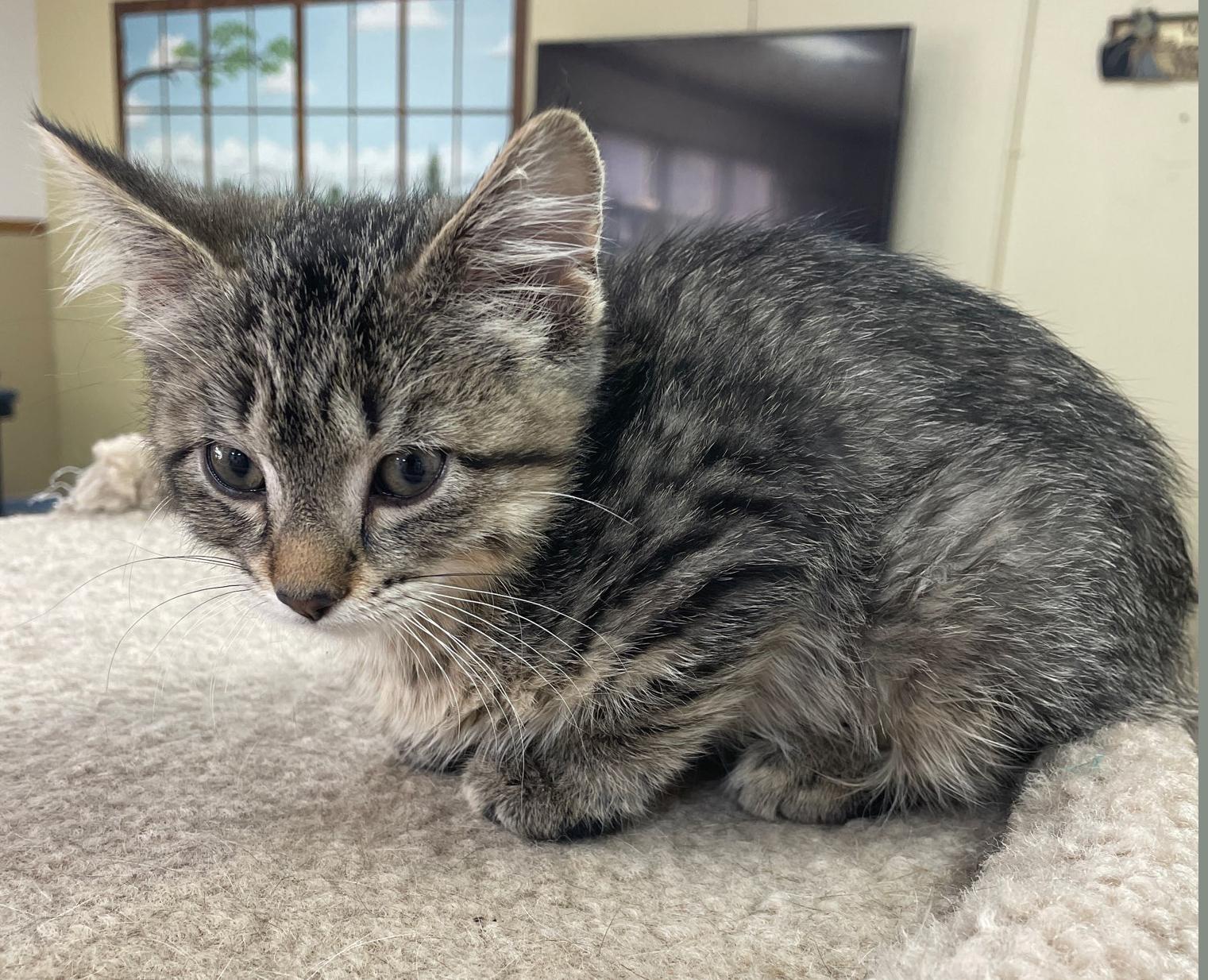 Enlarge Darla, an adopted Domestic Short Hair in Neillsville, WI image 4/6