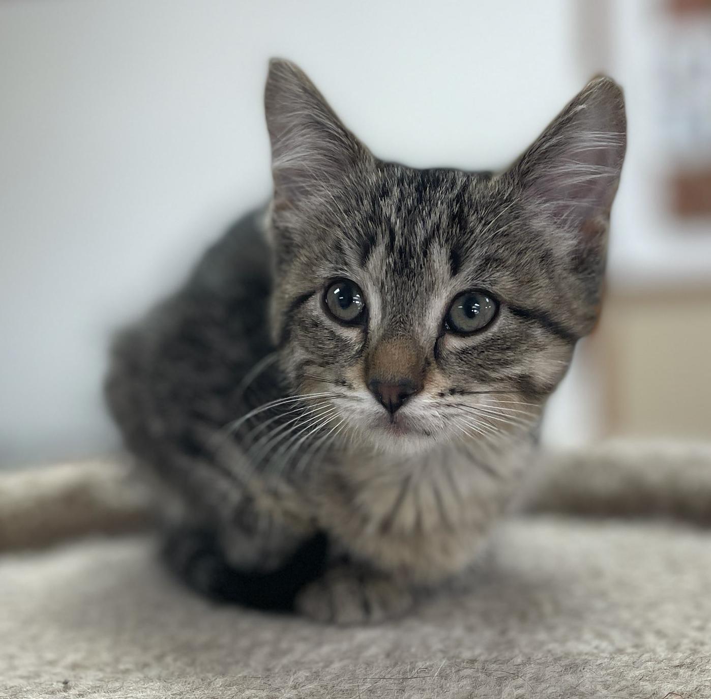 Darla, adopted, Kitten Female Domestic Short Hair.