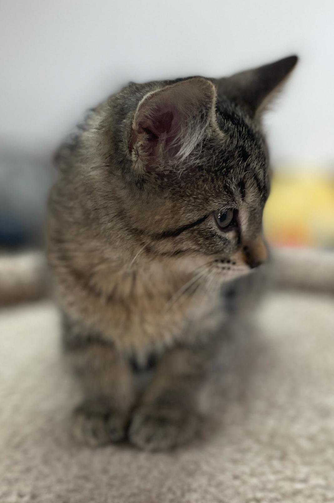 Enlarge Darla, an adopted Domestic Short Hair in Neillsville, WI image 6/6