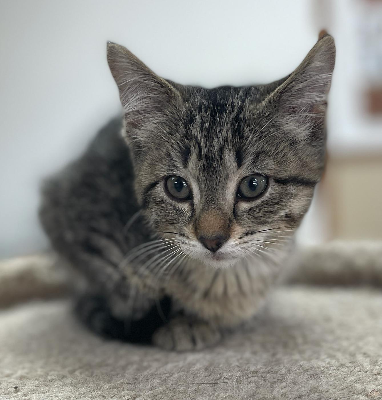 Enlarge Darla, an adopted Domestic Short Hair in Neillsville, WI image 5/6