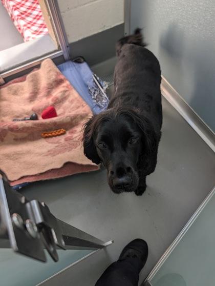 Enlarge Lolo, a ADOPTABLE mixed breed in Florence, OR image 2/2