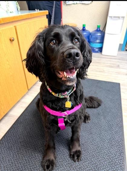 Lolo, ADOPTABLE, Adult Female Field Spaniel.