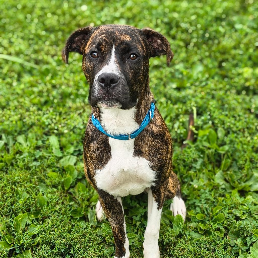 Enlarge Farkle, a Adoptable Mixed Breed in Edwardsville, IL image 1/6