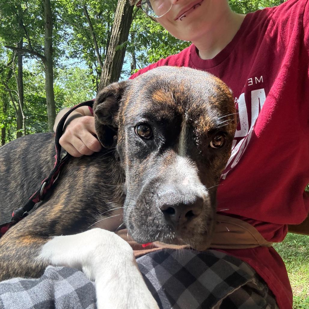Enlarge Farkle, a Adoptable Mixed Breed in Edwardsville, IL image 2/6