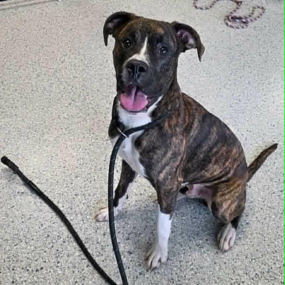 Enlarge Farkle, a Adoptable Mixed Breed in Edwardsville, IL image 3/6