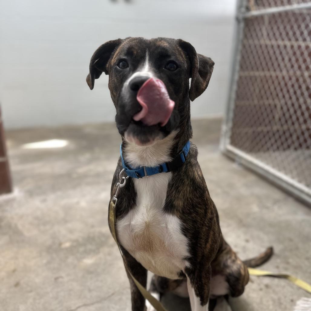 Enlarge Farkle, a Adoptable Mixed Breed in Edwardsville, IL image 4/6