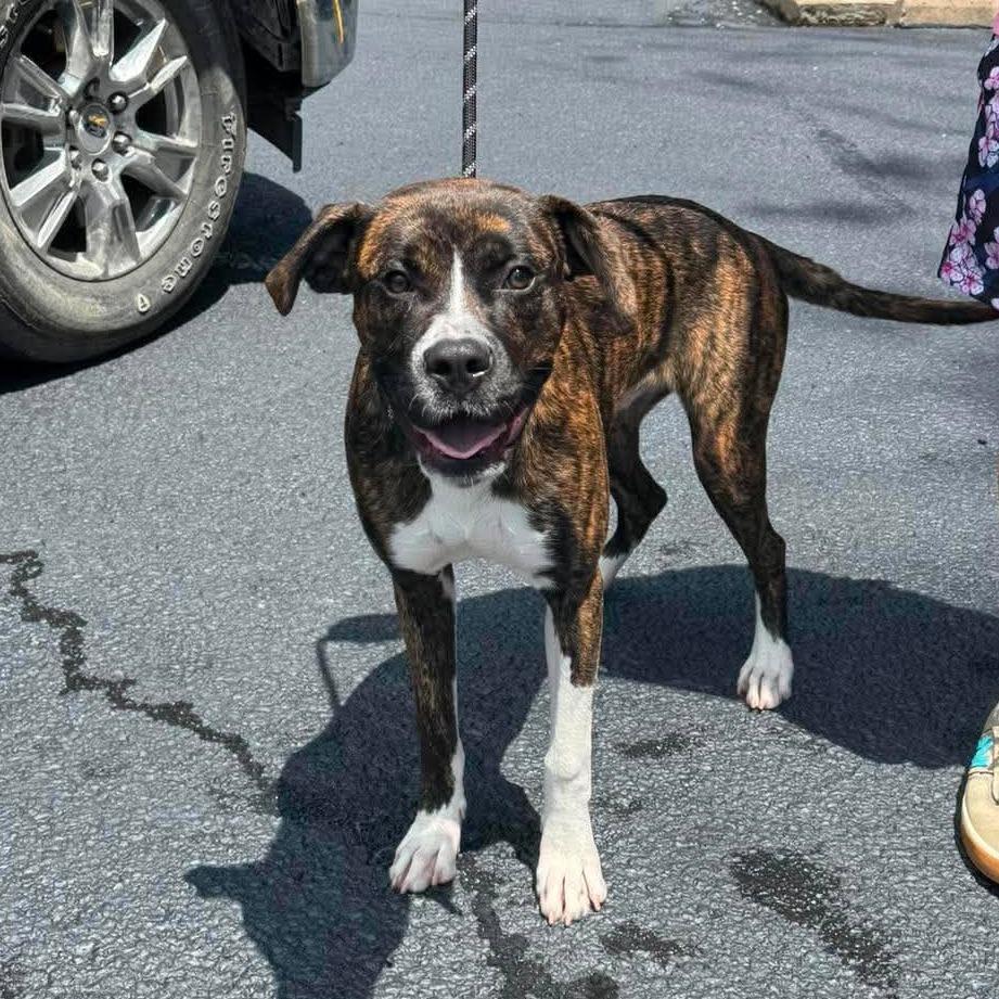 Enlarge Farkle, a Adoptable Mixed Breed in Edwardsville, IL image 5/6