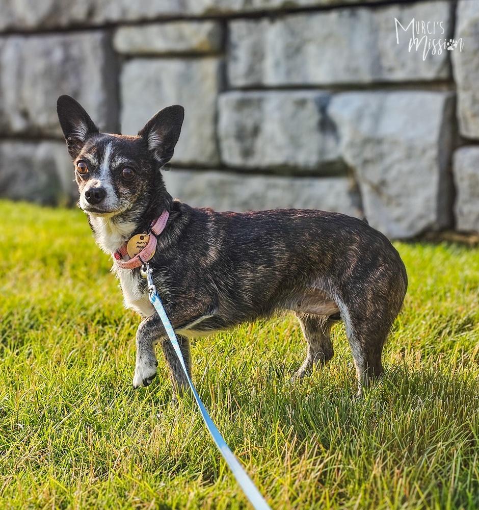 Siren, Adoptable, Adult Female Chihuahua.