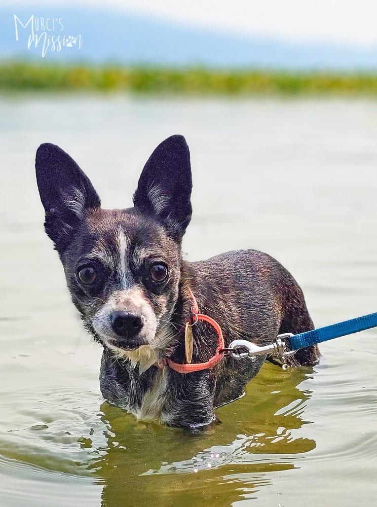 Enlarge Siren, a Adoptable mixed breed in Spokane , WA image 2/2