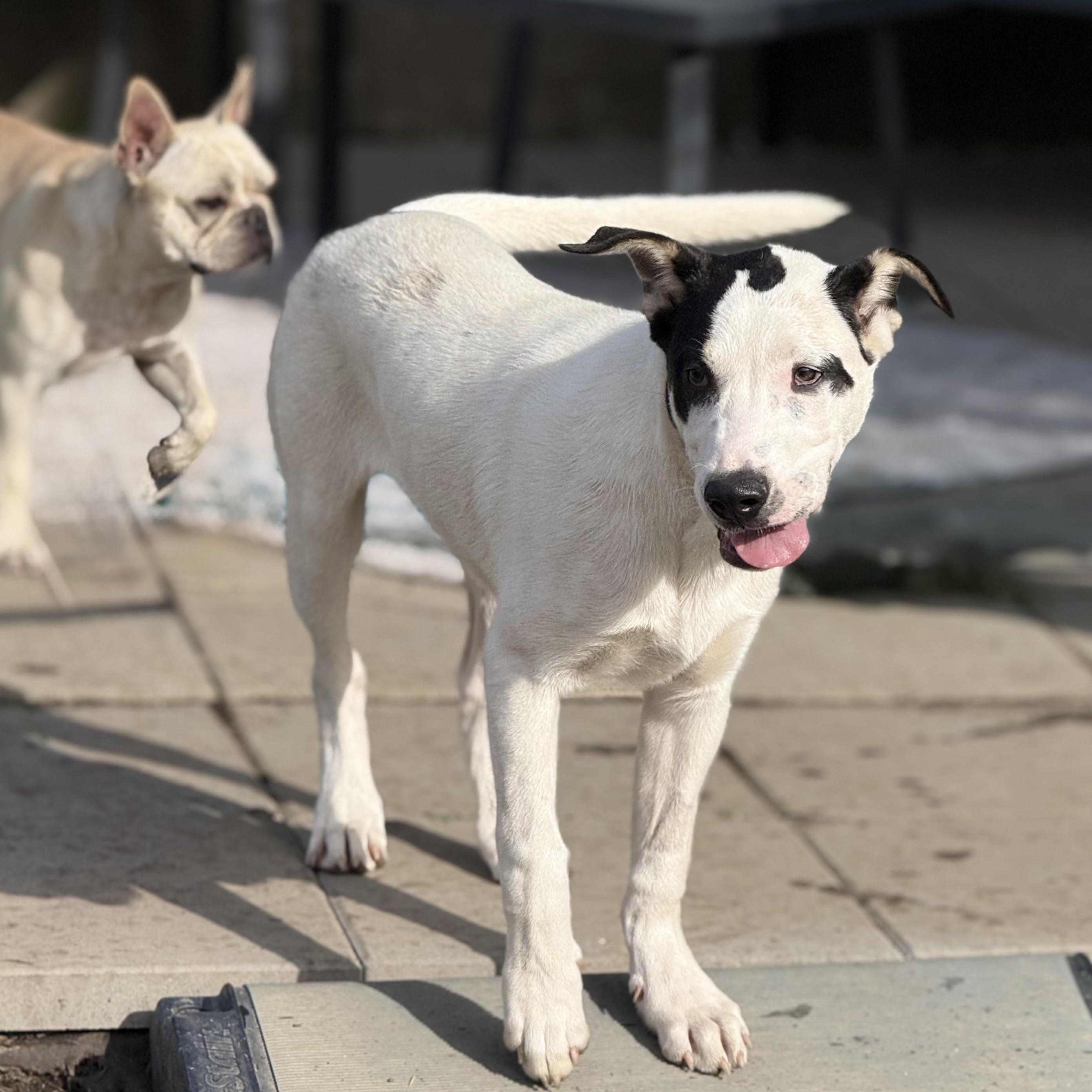 Max, Adoptable, Puppy Male Shepherd & Pit Bull Terrier.