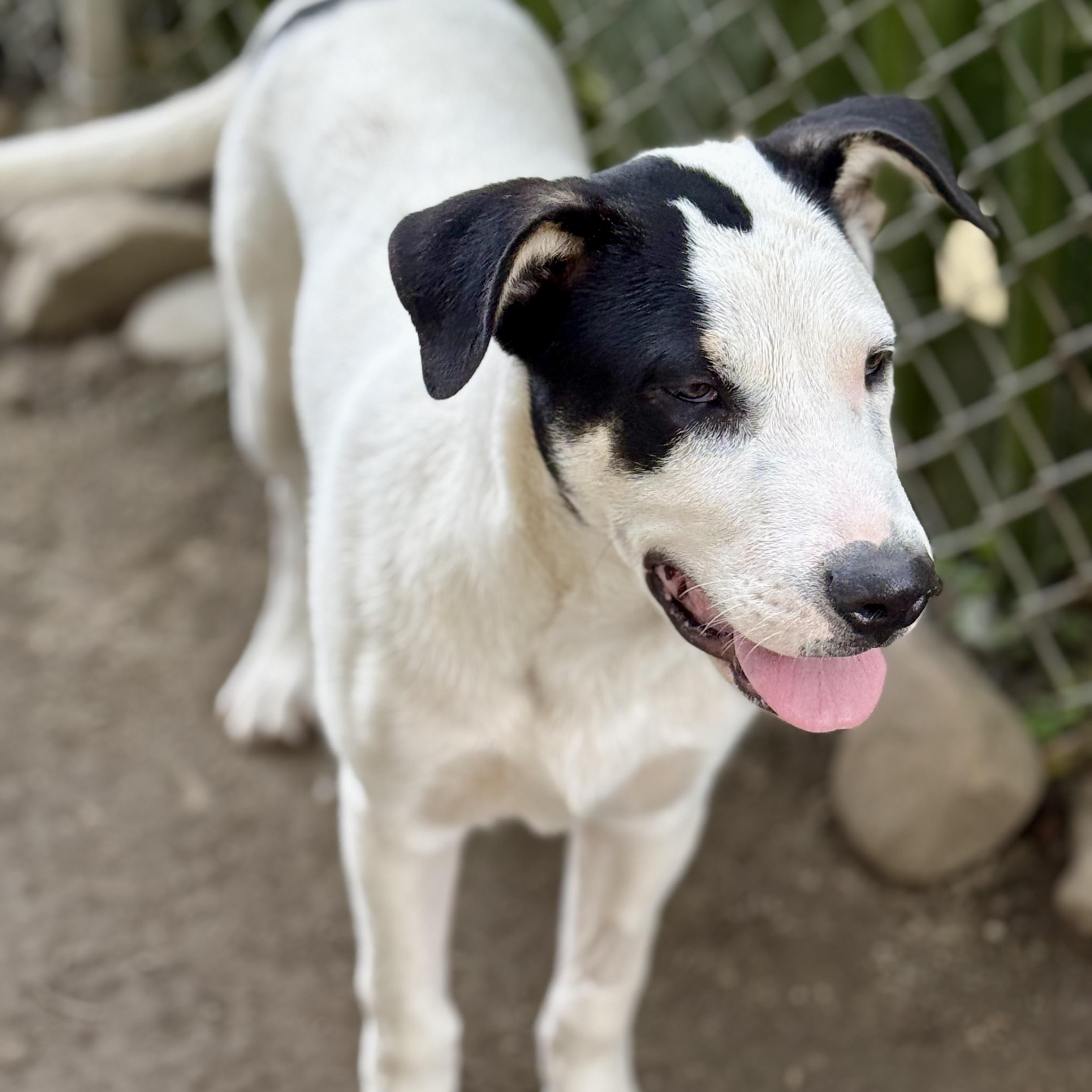 Enlarge Max, a Adoptable mixed breed in Glenolden, PA image 4/6