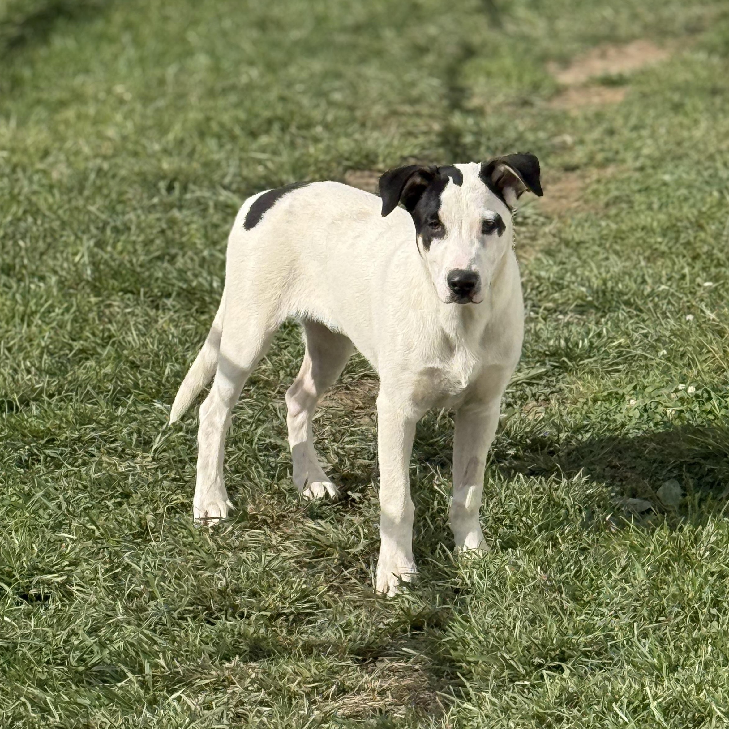Enlarge Max, a Adoptable mixed breed in Glenolden, PA image 5/6