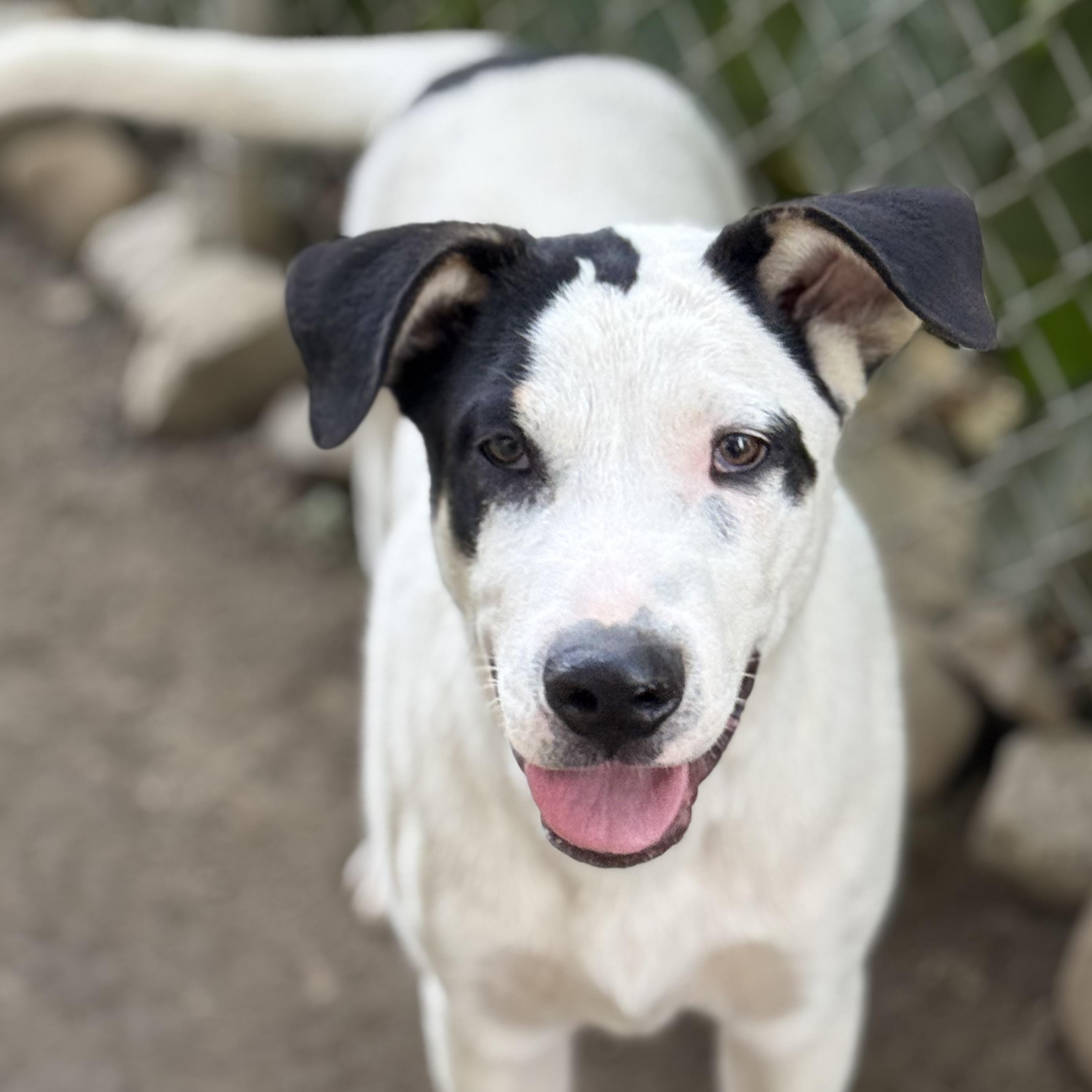 Enlarge Max, a Adoptable mixed breed in Glenolden, PA image 2/6