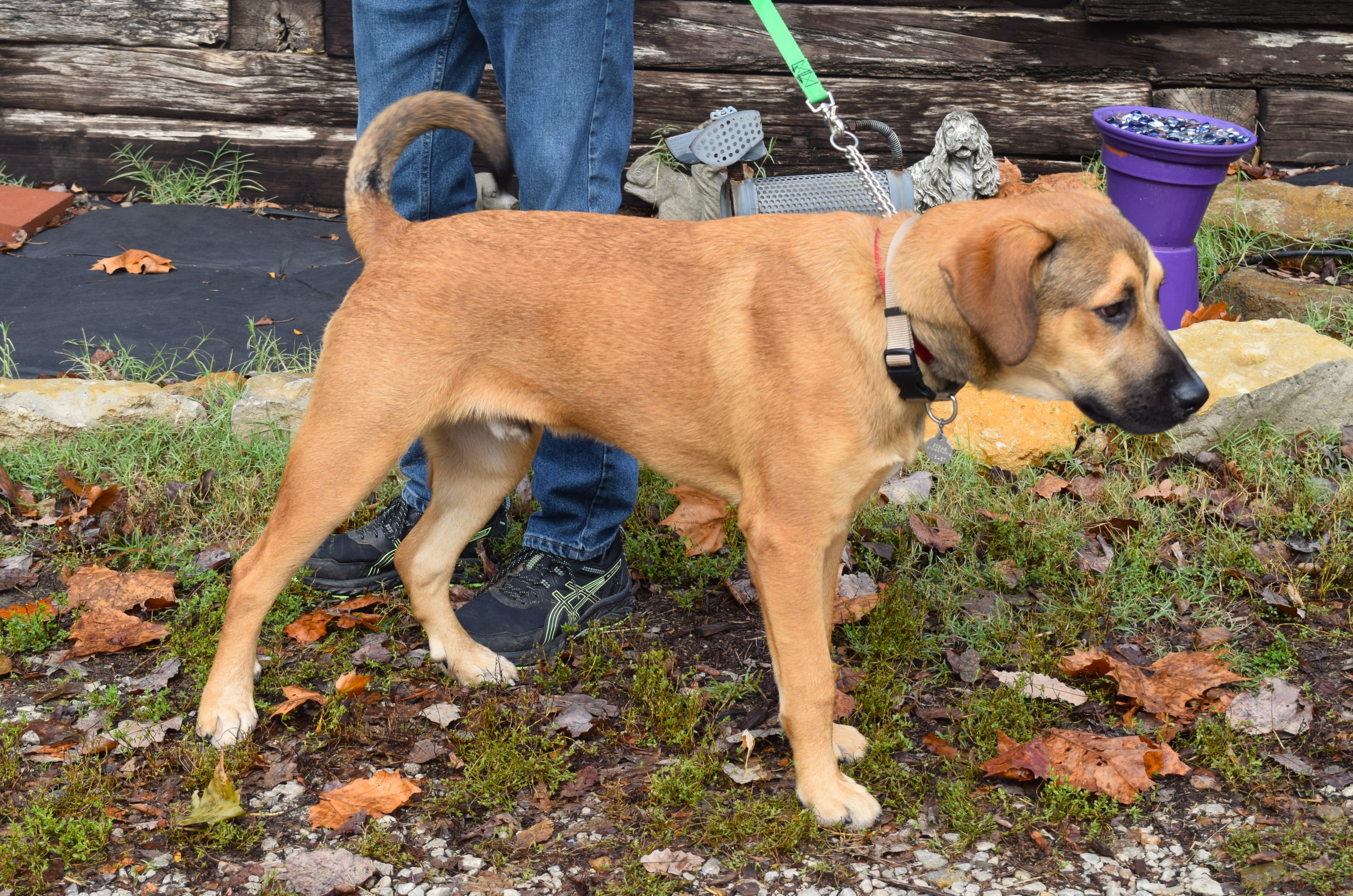 Enlarge Bart, a Adoptable mixed breed in Parkville, MO image 1/6